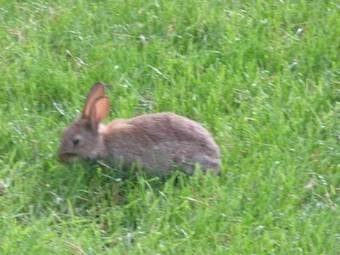 Bed & Breakfast Graysonside