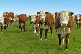 Apartamento Holiday Flat, Biskupice