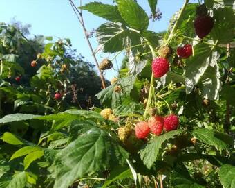 Vegawagen Psyche, Een Sprookje In Coevorden