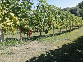 Apartma Gorca Plevnik