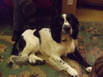 Hostal Herrislea House Hotel