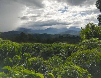Finca Casa Naranja, Tradicional Cafetera