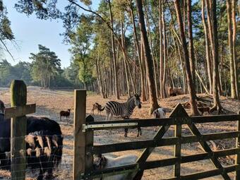 Apartamento Vrijstaand Chalet O6