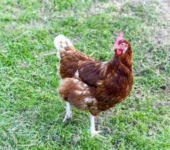 Bed & Breakfast Red Rail Farm