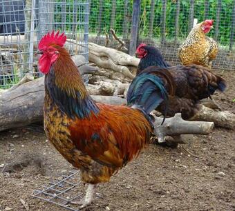 Bed & Breakfast De Oude Stoffeerderij