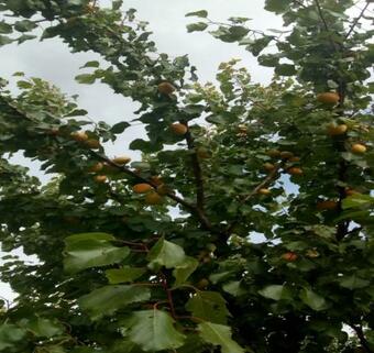 Hostal Agropensiunea Florina-maria