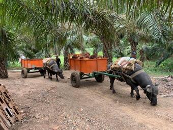 Villa Rionilo Ecolodge - Tours