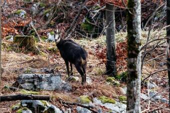 Bed & Breakfast Slabnik Nature Escape