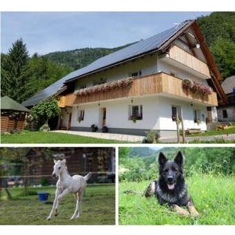 Apartamentos Anina Doma?ija