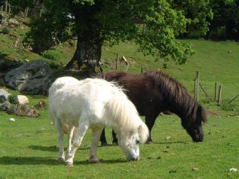 Agroturismo Ardgarry Farm