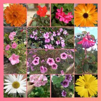 Fantas�as Del Bosque