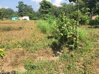 Villotale Corbett Owlet