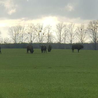 Podlaska Pieredyszka