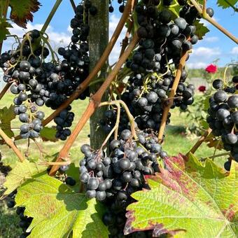 Apartamento Uroczysko Gry?yna