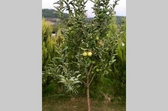 Sakin ?ehrin ?ya?am Kralli?i? M�stakil Havuz Villa