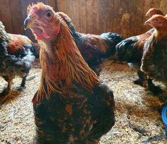 Bed & Breakfast Gramersg�rden