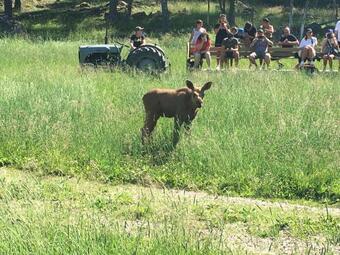 K�rrb�cks Bubbla