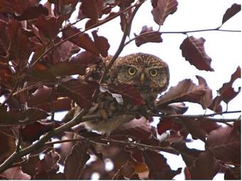 Bed & Breakfast Molland Manor House