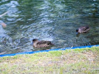 Lake Conjola Entrance Road 104