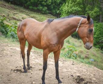 Villa Pine View Cabin