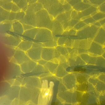 Hugsn�set Semesterstugor Och Fiske