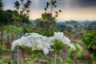 Hotel Holiday Valley Nature Resorts