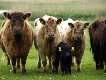 Apartamento Eichenhof I