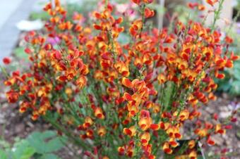 Apartamento Eifelgold