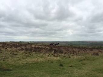 Bed & Breakfast Edgcott Cottage