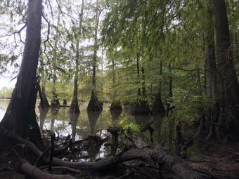 Tentrr State Park Site - Lake Darbonne State Park Site A