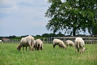 De Lakenvelder B&B Eersel