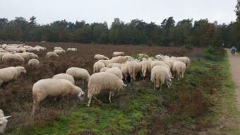 De Kleine Kriemelkuil {het Herdertje}