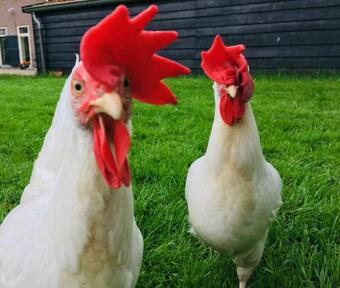 Bed & Breakfast Onder De Appelboom