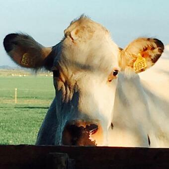 B&B De Pauw - Country Home Cooking