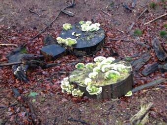 B&B Johannahoeve Veluwe