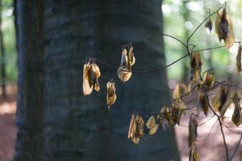 B&B Achterhoeks Halle