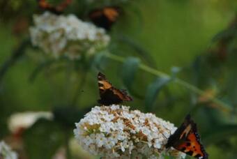 Bed & Breakfast Noflik Haule