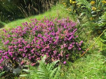 The Great Grubb Bed & Breakfast