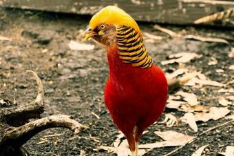 Las Orqu�deas Ecohostel