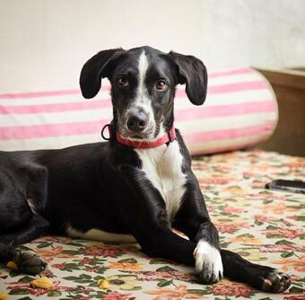 Bed & Breakfast Casa Amberes