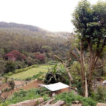 Ohiya Jungle Resort