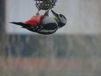 Bed & Breakfast De Kopstoof