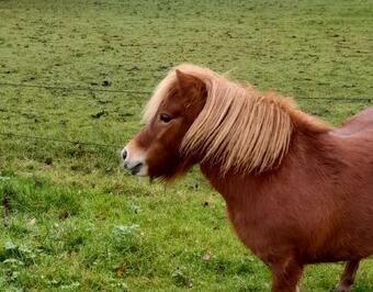 Bed En Breakfast The Wooden Wall