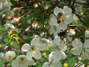 Hostal G�ll Vend�gh�z