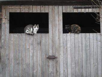 Apartments Am Biohof Mit Pferden