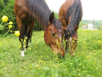 Apartamento Ferienwohnung Luckyranch