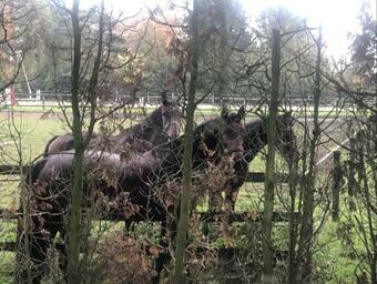 Het Boetje Van De Veluwe