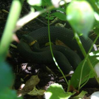 Farmhouse De Hoeve B&B Apartment