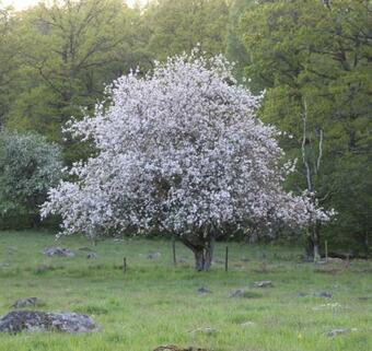 Yxkullsund S�teri B&B - Manorhouse Since 1662