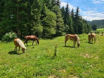 Apartamento Ferienwohnung Graf